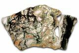 Polished Bear Creek Moss Agate Slab - Oregon #334987-2